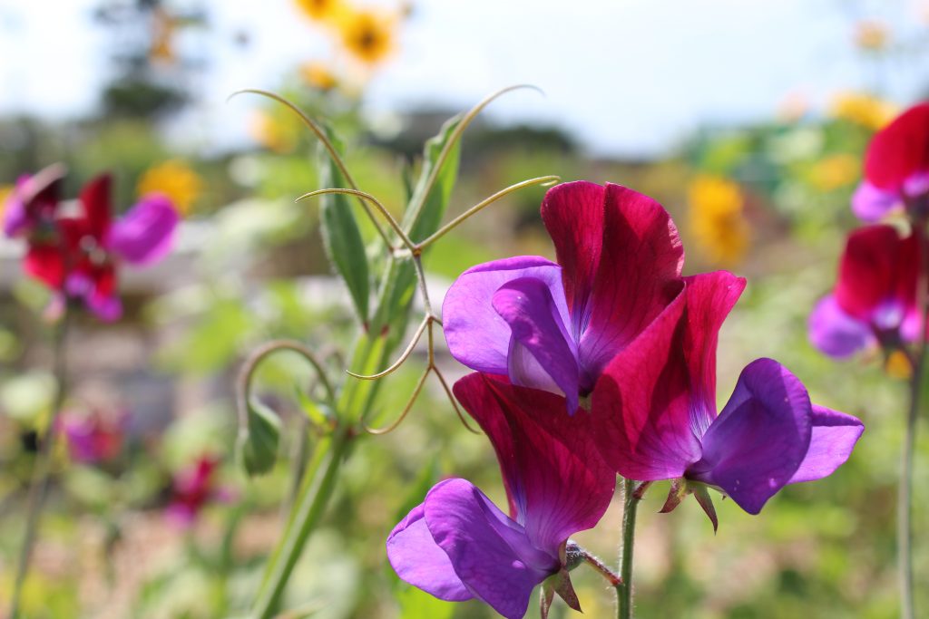 Goodwill Garden